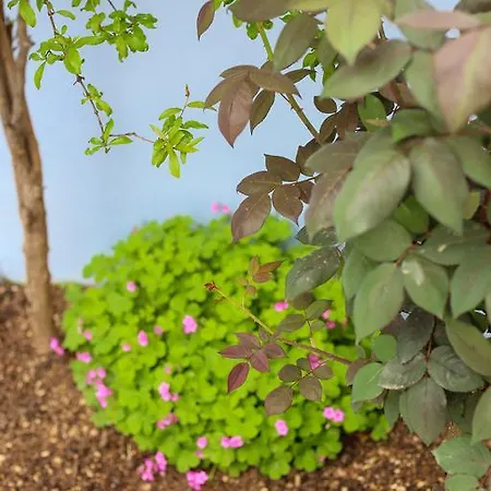 بيت ضيافة Aurora *